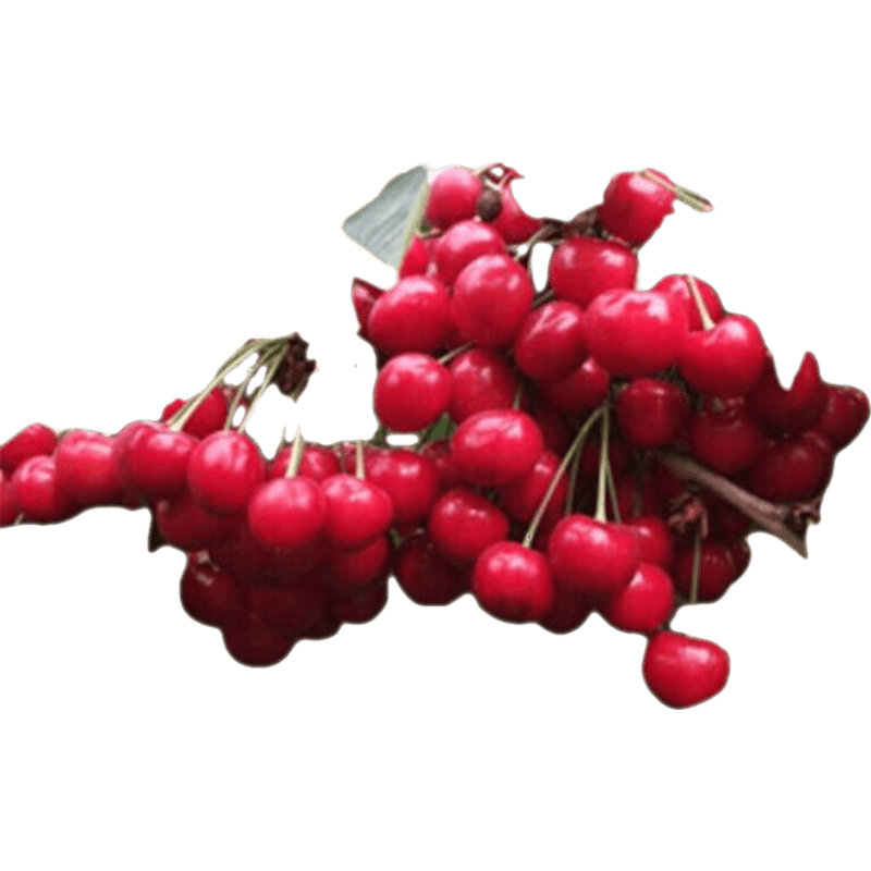 怎么查看京东苗木历史价格|苗木价格走势图