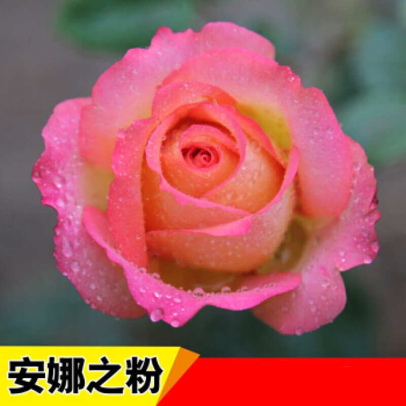 红色玫瑰花盆栽老根四季开花室内植物t5 安娜之粉两颗10年苗 肥 盆 含