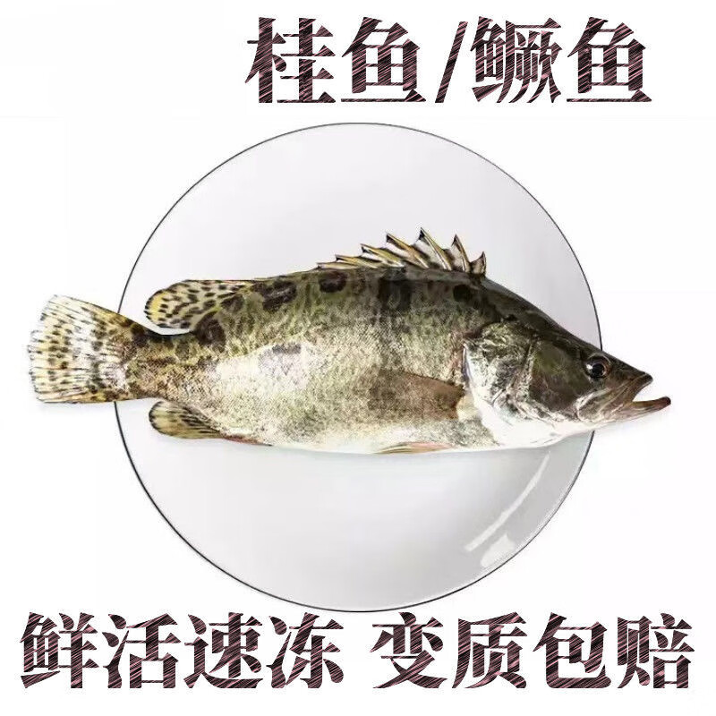 湾钰蜜 鲜活淡水桂鱼鳜鱼桂花鱼季花鱼500g新鲜活体速冻变质包赔 1.