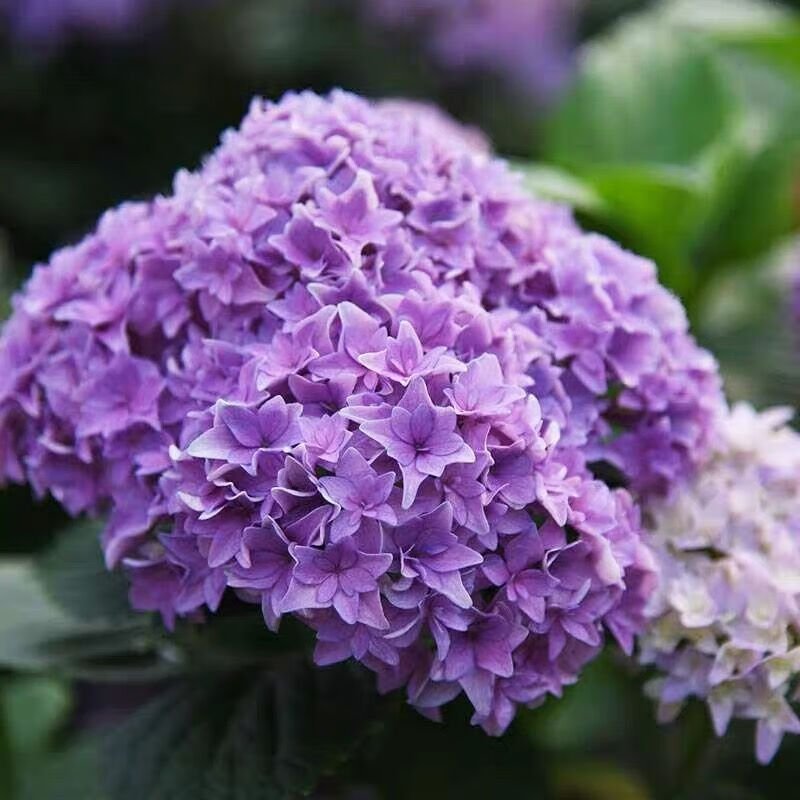 绣球花苗老桩无尽夏盆栽花卉四季室内花阳台观花庭院植物 花神 绣球