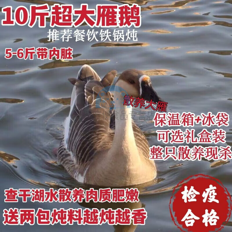 查干湖 大雁查干湖周边农家散养 现杀冷冻 整只雁肉送礼非鹅鸭大雁