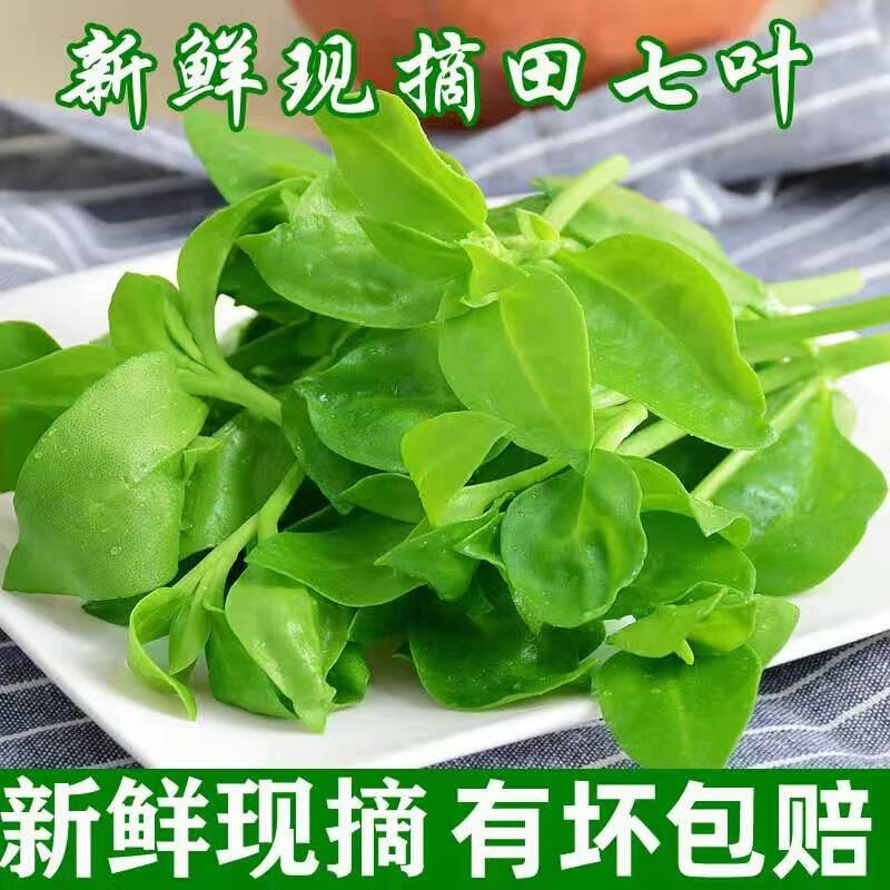 农大姐妹 田七叶 新鲜现摘田七菜 三七叶 野菜穿心莲 鲜嫩沙拉蔬菜 1
