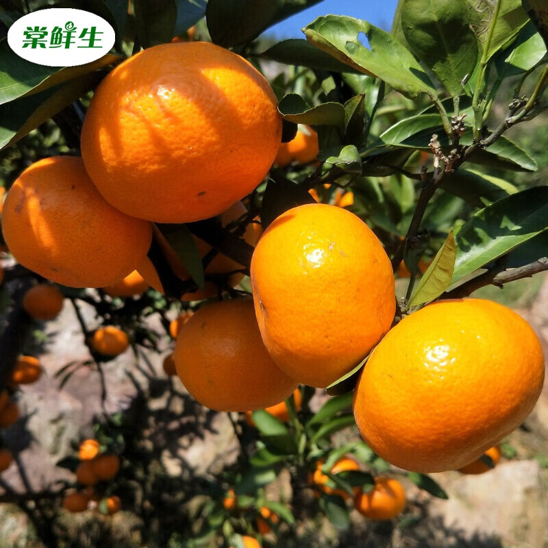 四会沙糖桔当季新鲜水果小砂糖橘子无核薄皮 3斤