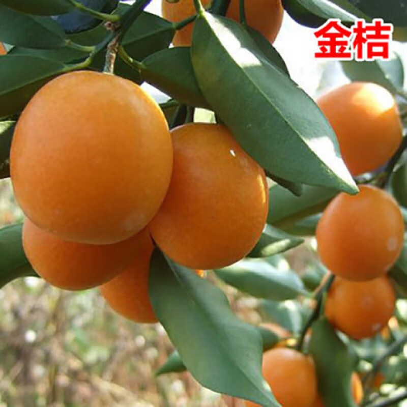 言清 正宗无籽蜜橘子树苗 嫁接砂糖桔子苗 柑橘 金桔 当年结果红美人