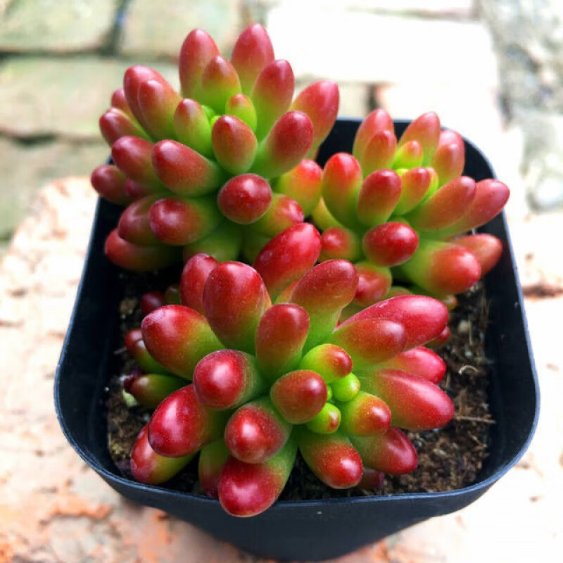 【精选】虹之玉锦老桩多肉植物绿植花卉盆栽超大多肉 虹之玉三颗带盆