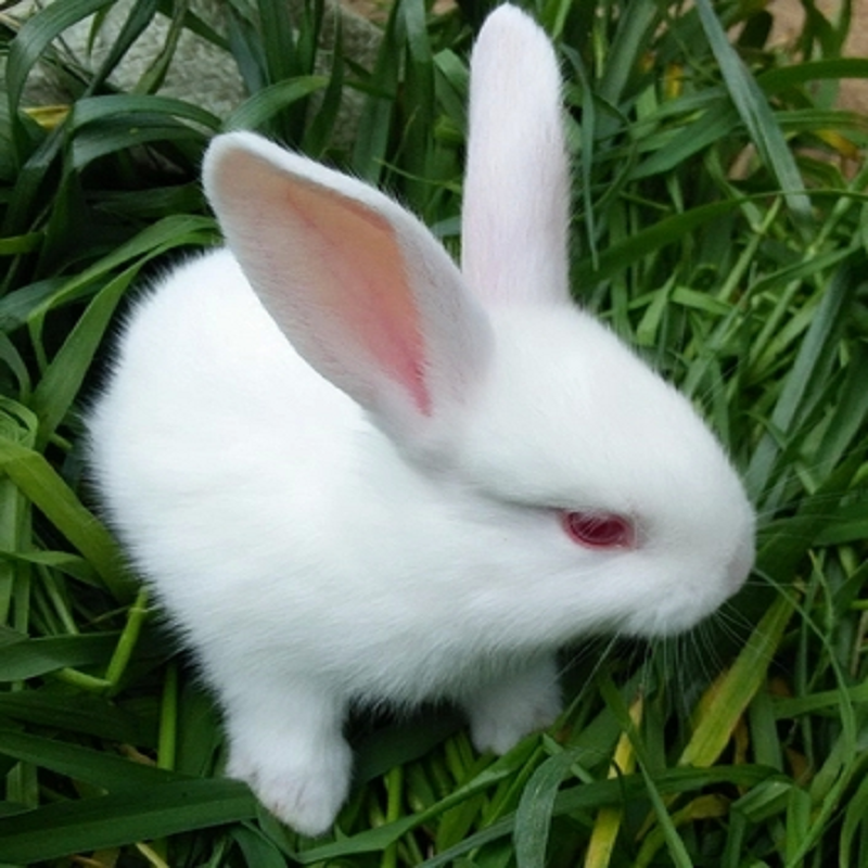 凤眼兔垂耳侏儒折耳兔子活体造型盖脸猫猫兔荷兰兔兔宝宝 红眼小白免