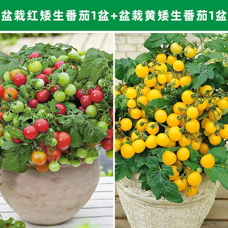 神禾矮生小番茄苗盆栽苗西红柿苗阳台家庭种植 盆栽红/黄矮生番茄苗各