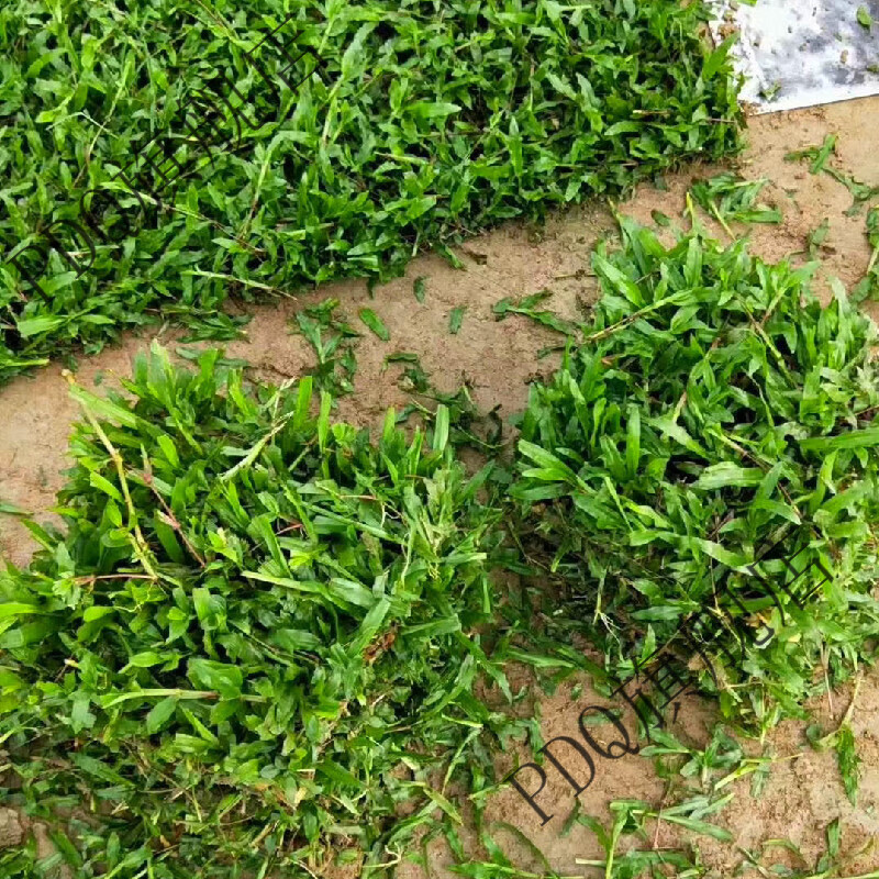 潮鸣(chaoming)草皮带土大叶油草皮带土工程草马尼拉草草四季青庭院