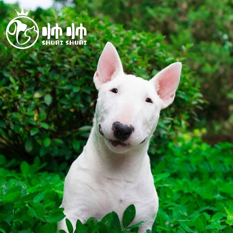 帅帅名宠【30天保障】牛头梗活体 幼犬活体 纯种宠物狗幼崽狗活物