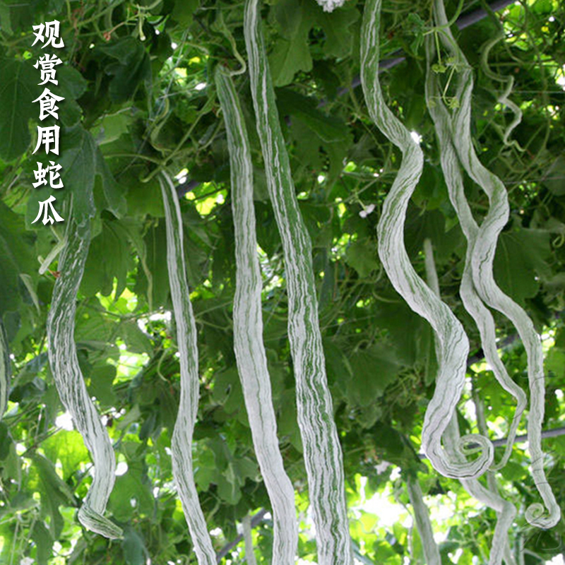 蛇瓜种子食用特大特长蛇豆角籽四季春秋观赏庭院阳台盆栽蔬菜种孑