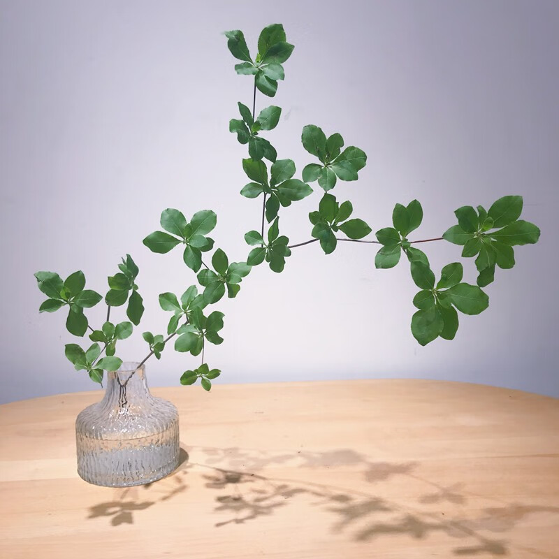 clcey吊钟鲜切带叶水培植物绿植水养枝条马醉木室内ins风极简 吊钟