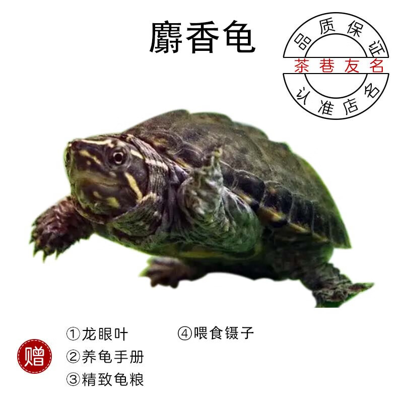 茶巷友名 麝楿香龟蛋龟小乌龟活物深水龟 3-4cm