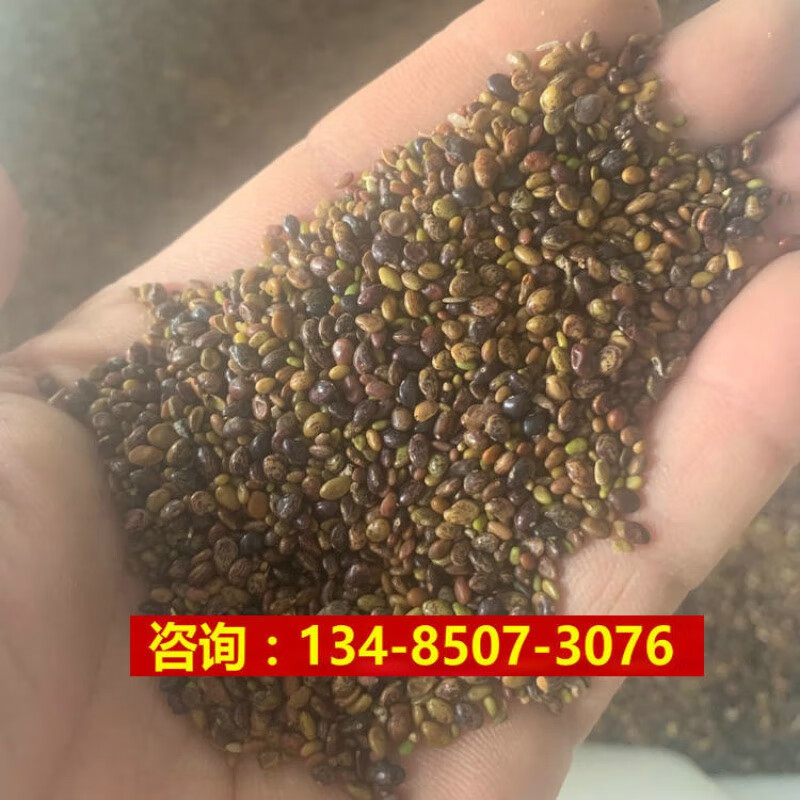 阳澄约定护坡固沙土灌木种子美丽胡枝子二色胡枝子药材类花卉林木种子