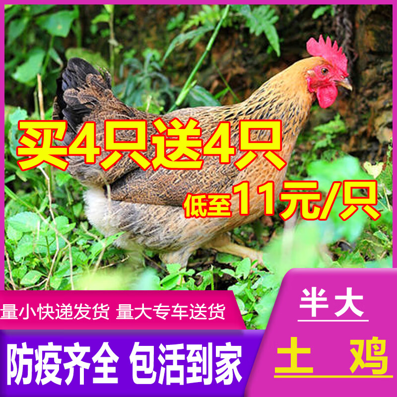 半斤一斤左右土鸡苗纯种华北土鸡苗草鸡土鸡活苗产蛋王半大鸡柴鸡 3~5