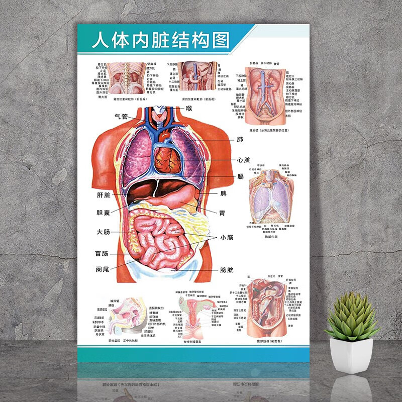 创京懿选人体解剖彩色学骨骼结构图神经肌肉五脏六腑淋巴示意解刨器官
