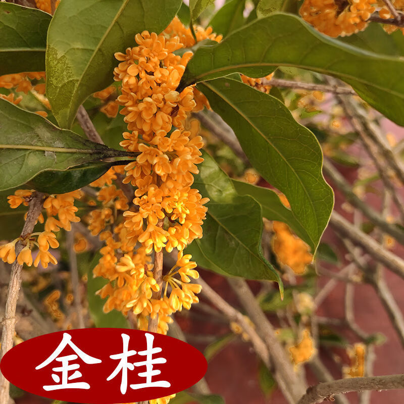 桂花树苗盆栽日香桂金桂阳台庭院浓香型四季开花花卉绿植 金桂【秋季