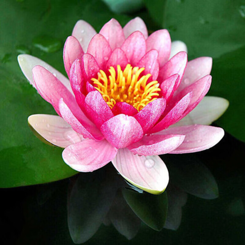 睡莲根块荷花莲藕种苗睡莲根快 盆栽中大型碗莲莲花 夏季水培植物根茎