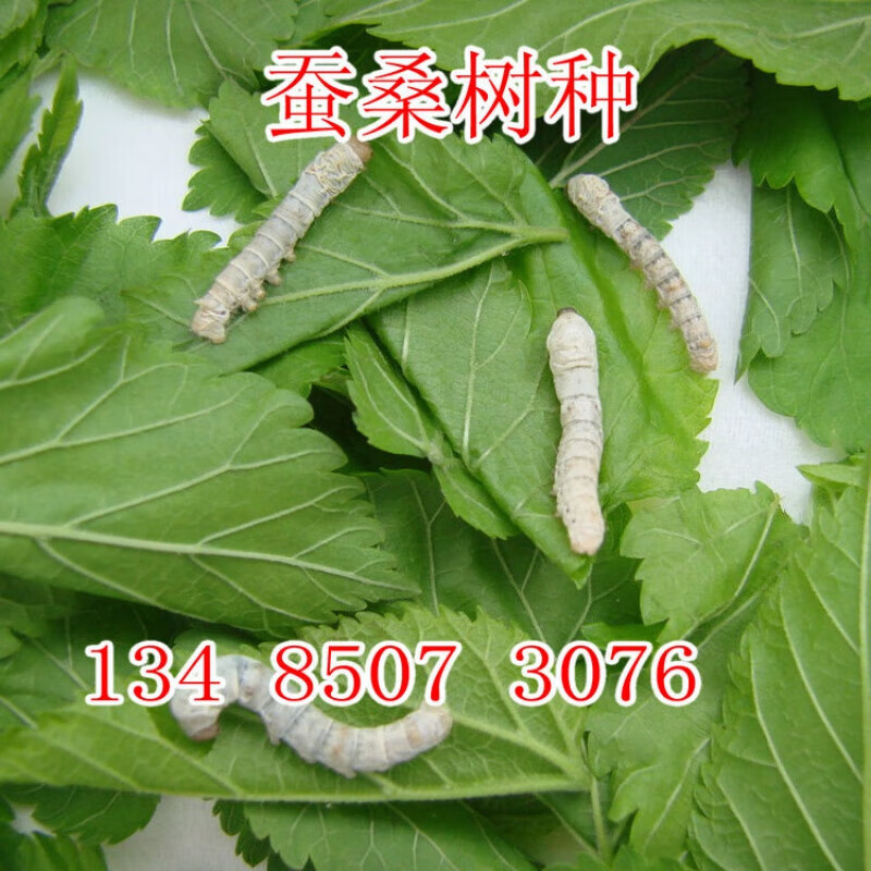 京腾花卉高产养殖草桑种子嫁接大叶桑树桑树种子农桑果桑强桑养蚕桑树