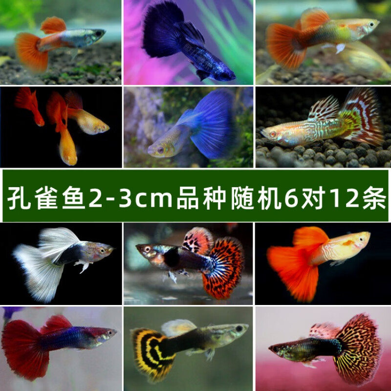 鱼观赏鱼活淡水鱼热带鱼水族小型鱼繁殖胎生鱼 孔雀鱼6对12条 品种
