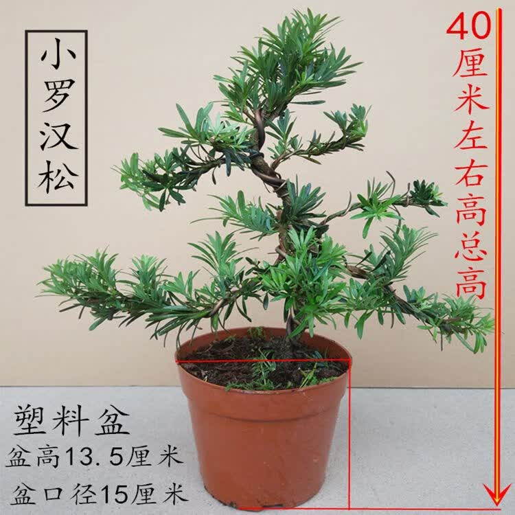 墨薰槿卡梵硕罗汉松盆景室外阳台盆栽 绿植花卉 小叶罗汉松 造型小