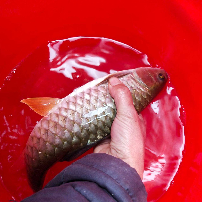 【顺丰】军鱼鱼 淡水养殖食用光倒刺鲃青棍黄娟鱼活体军 5-7cm10条