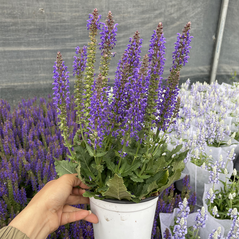 淡香花卉蓝花鼠尾草盆栽多年生带花发阳台窗台香水植物 深紫色 带基地