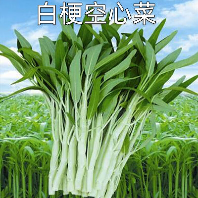 白梗柳叶空心菜种子柳叶空心菜籽白根白骨阳台盆栽四季播蔬菜 白梗
