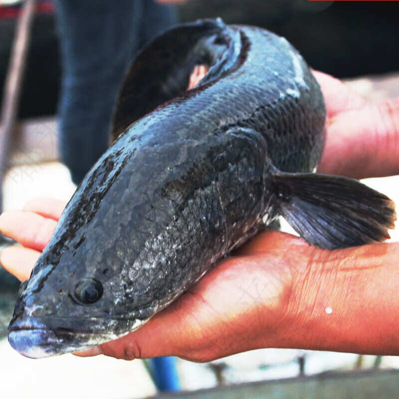 安峰山鲜活鱼乌鱼新鲜财鱼现杀淡水大黑鱼活鱼酸菜鱼片术后滋补炖汤