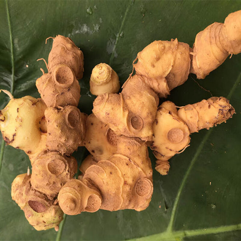 鲜黄精生新鲜特级地藏多花质肉油头辟谷鸡头中药材泡水泡酒 250克