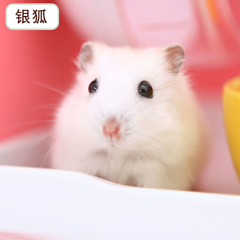 仓鼠活体小仓鼠活体三线银狐金丝熊仓鼠宠物一只仓鼠宝宝幼崽包活一对