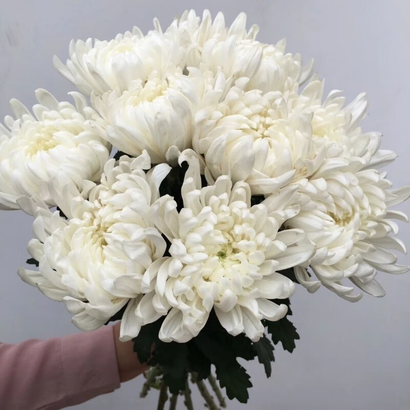 花白 相关京东优惠商品 价格图片品牌优惠券 虎窝购