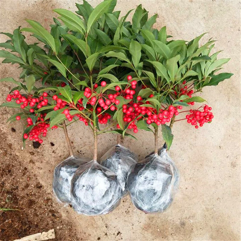 金玉满堂盆栽富贵籽朱砂根红凉伞黄金万两金玉满堂富贵子客厅盆栽盆景带籽发货z8 富贵籽高约45cm绿叶1棵不含盆 虎窝购