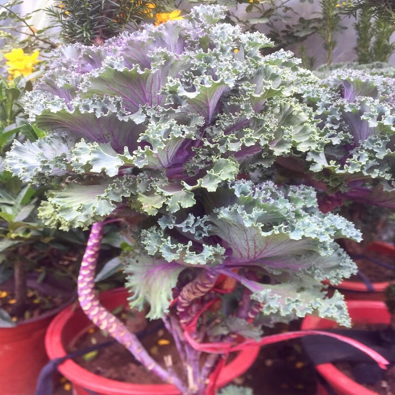 唐花芬阁进口羽衣甘蓝苗老桩盆栽耐寒植物食用观赏盆景冬季花卉室内外