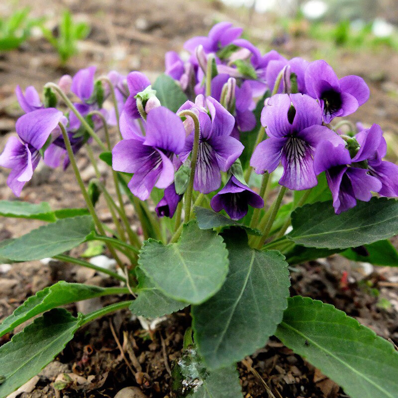 紫花地丁种子园林花坛地被花卉花籽庭院绿化耐荫耐寒秋播花种宿根 紫花地丁种子250克