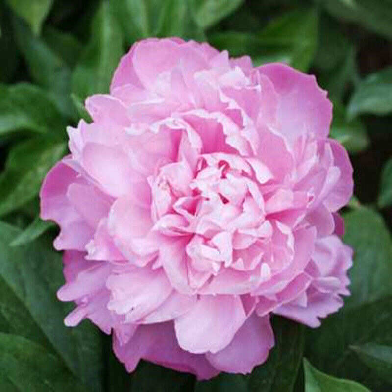 周金祥芍药根块带芽芍药种根重瓣芍药花当年开花芍药花苗 少妇