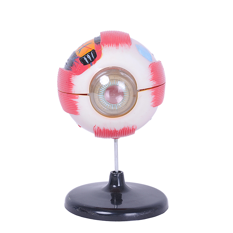 人体眼球模型眼球解剖模型眼构造五官眼科教学模型立体医学演示教具