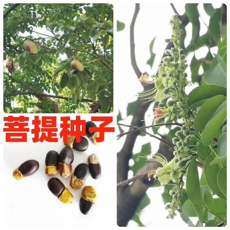 京腾花卉 菩提种子 名贵树种南方菩提树种子菩提子树种菩提树种子树苗