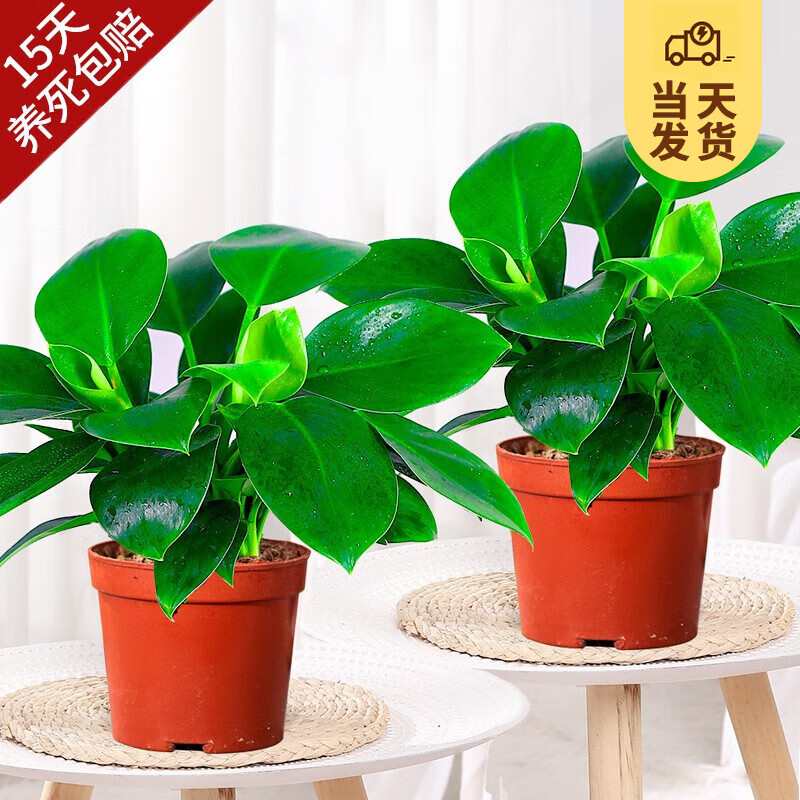 开时果 大叶金钻绿公主盆栽 绿萝箩植物办公室懒人好养阳台水培绿植