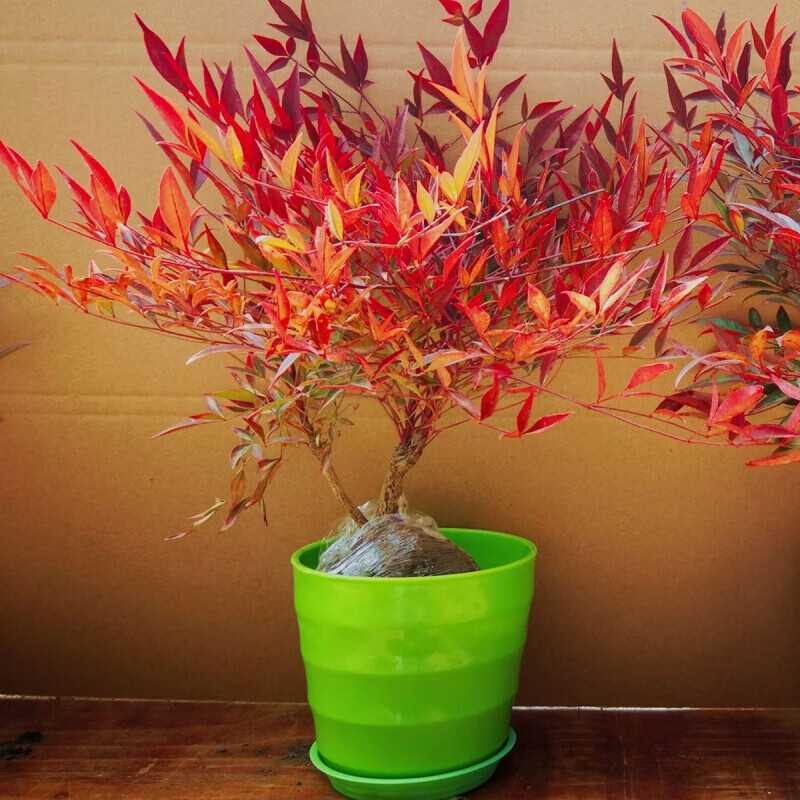 地艺南天竹火焰南天竹室内观叶植物红天竹室内花卉盆栽易养耐寒 中苗