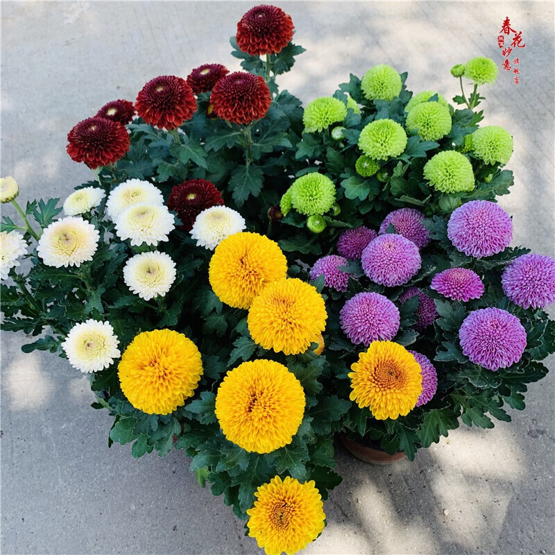 乒乓菊花盆栽阳台庭院绿植菊花乒乓球多色可选带花发货 乒乓菊5盆5色