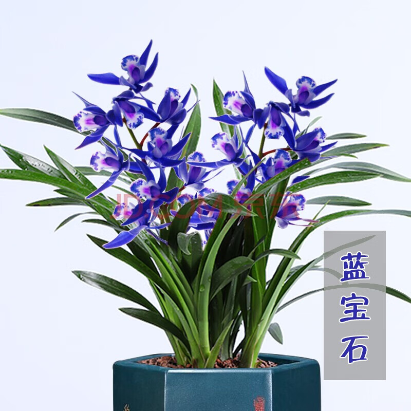 浓香型兰花苗大花蕙兰墨兰建兰花卉盆栽绿植室内植物盆景兰花盆栽 蓝