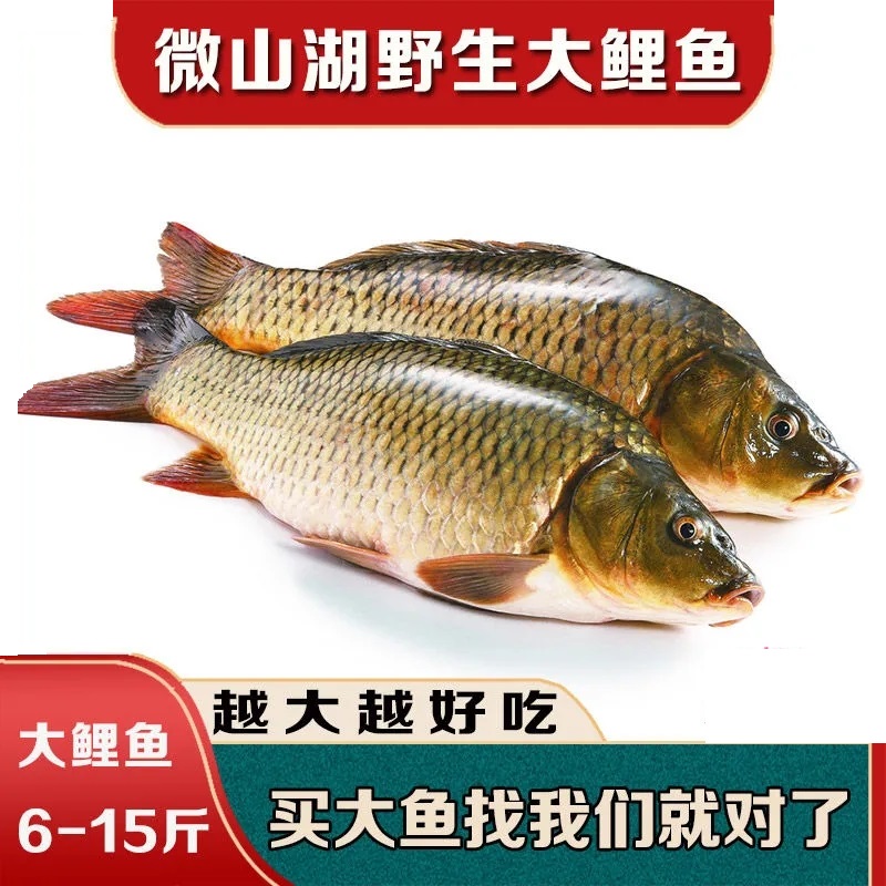 安峰山现捕现发正宗纯野大鲤鱼生态淡水湖鲤鱼特大鲤鱼 杀肚去肠(保留