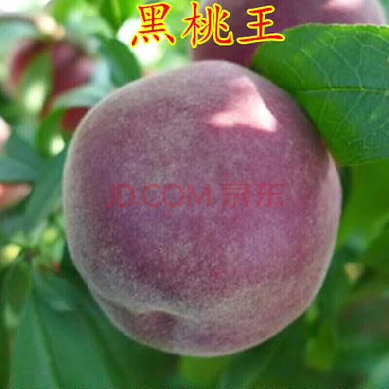 新品种黑桃王桃树苗黑桃皇后树苗嫁接桃树果苗南北方种植当年结果 2年