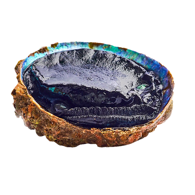 海泽鲜原生态9年黑金鲍鲍鱼整只550450g新西兰深海活捕大鲍鱼海鲜水产