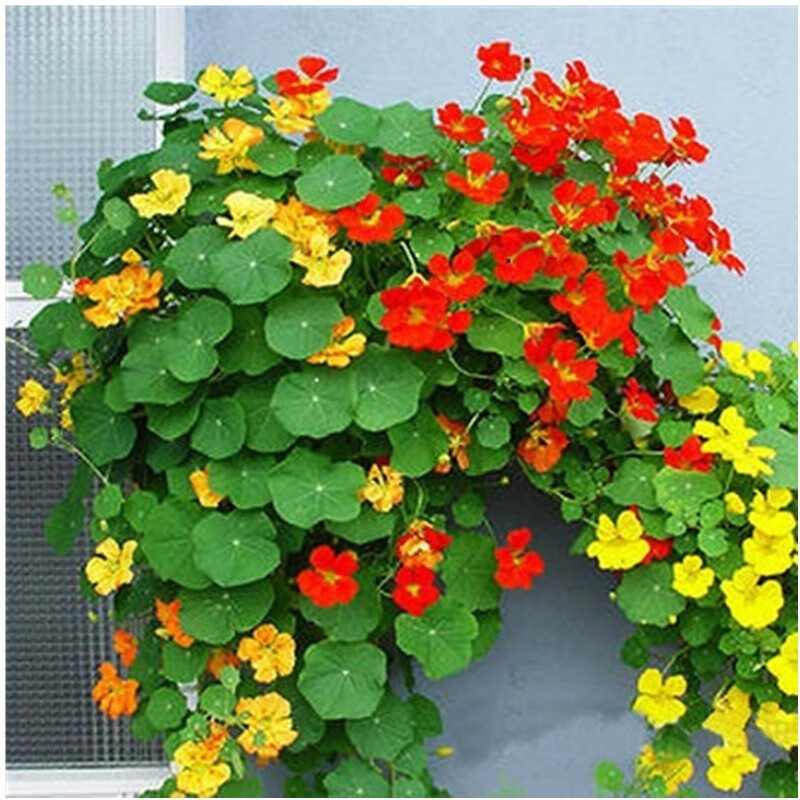 矮生花卉植物地被花草旱金莲花种夏季庭院花种子室外四季种易活草花旱