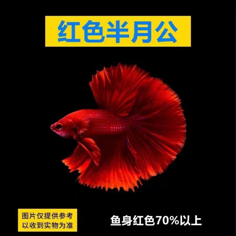 查看水族活体历史价格的App|水族活体价格走势图