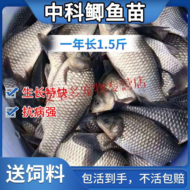 大品种鲈鱼苗加州鲈鱼苗路亚苗大口黑鲈鱼苗冷水淡水养殖鱼苗 鲈鱼苗2