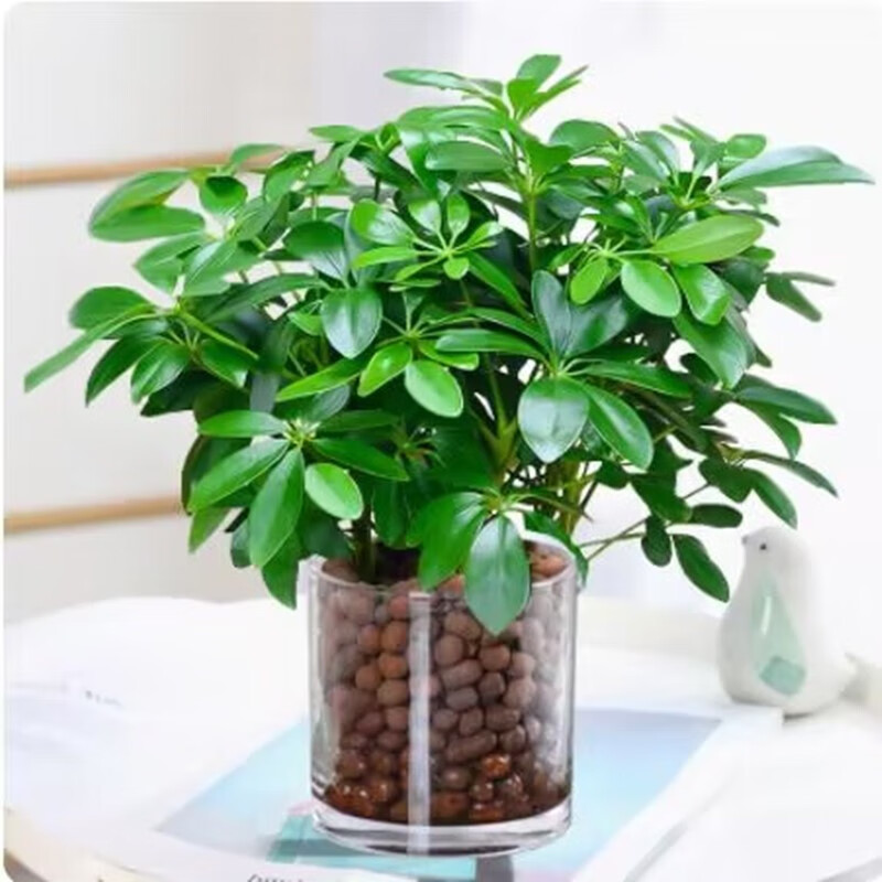 水培植物办公室内花卉绿植红掌水养四季开花 七叶莲 圆柱玻璃盆 陶粒