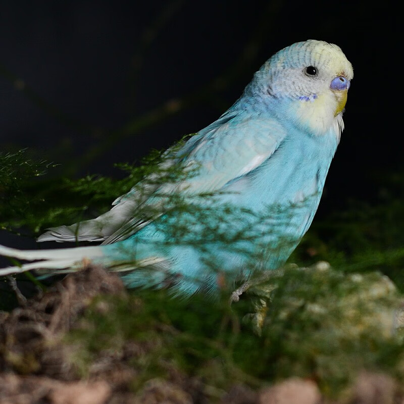 鹦鹉玩具鸟活物异宠活体宠物鸟雏幼体幼崽特萌大体型 特色大头新品种