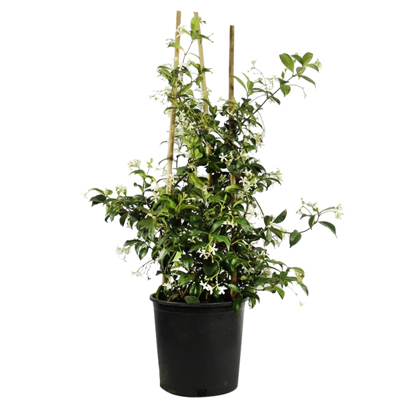 ���̷糵�������Դ��紹˿���ٻ�����ֲԴͷֱ������ɫ��3��׳�� 21.8Ԫ